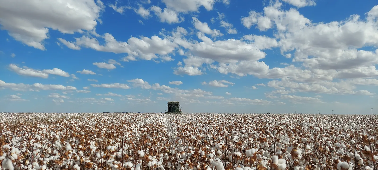 Máquina colhendo algodão em propriedade agrícola na região do MATOPIBA