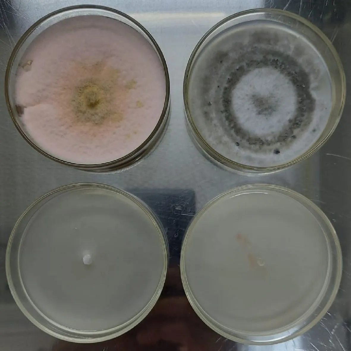 Cultivos microbiológicos em placas